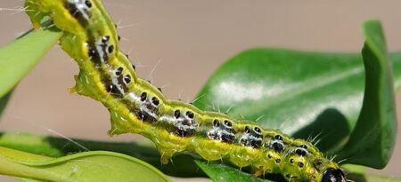 Piralide del bosso (larva)