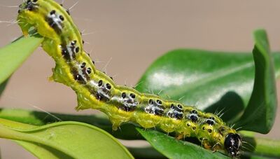 Piralide del bosso (larva)